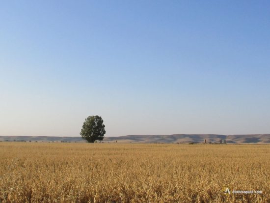 Cereales en Tierra de Campos, al fondo el Cerrato