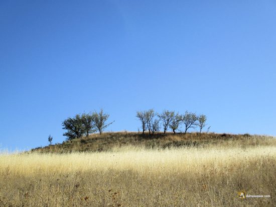 Almendros en Santa Olaja