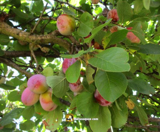 frutal en Rueda del Almirante. León