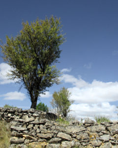 Corrales y almendros por Aldehuelas de Sepúlveda . Sepúlveda, Segovia