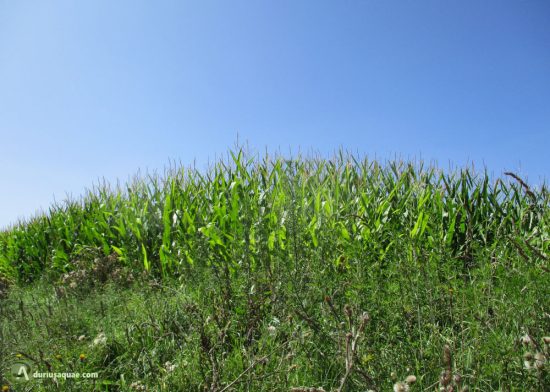 Maizales en la vega del Esla. Gradefes