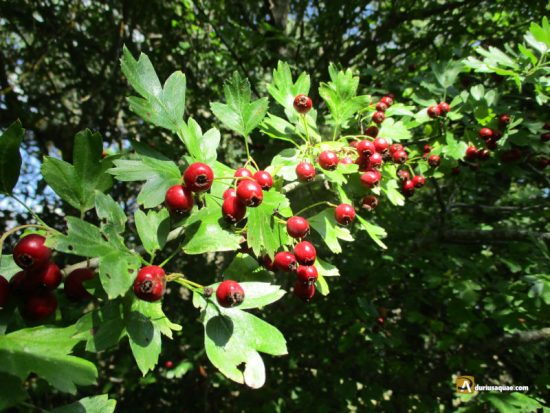 Acerolo silvestre en Hornicedo. Villadiego