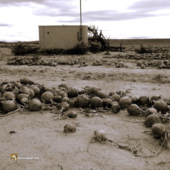 Campo de cebollas en La Moraña, Ávila