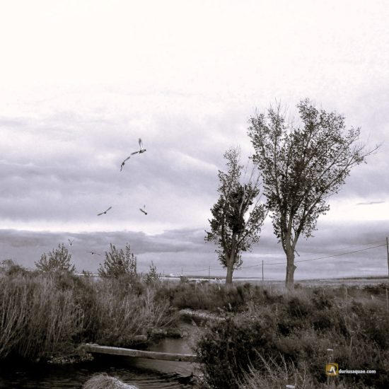 Charca en Palacios Rubios. Nava de Arévalo