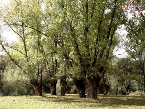 Fresnos mochos en el valle del Pirón - Segovia