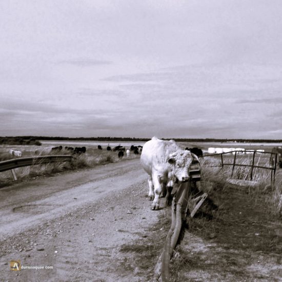 Ganado en El Oso