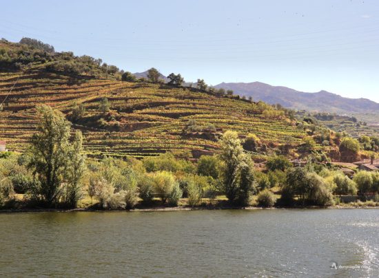Bancales de viñas en el Douro