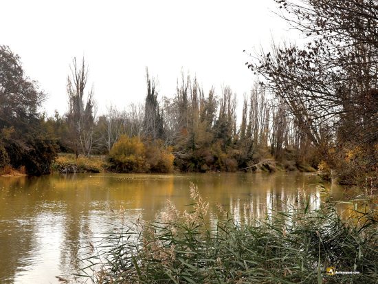 El río Duero desde Olivares de Duero