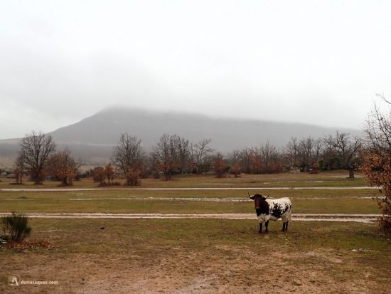 El Pico Frentes se esconde. Soria