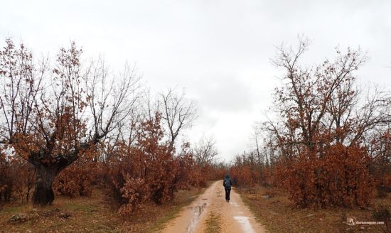 Paseando bajo la lluvia en Valosandero. Soria