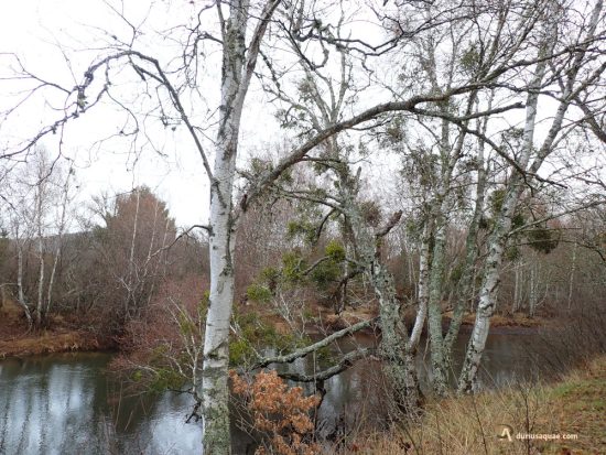 Abedules junto al Duero. Valosandero. Soria