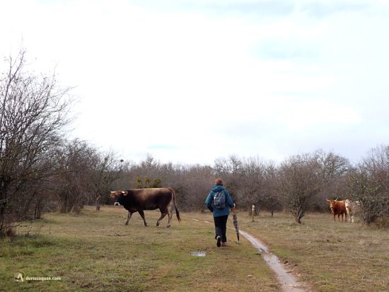 Las vacas de apartan en Valosandero