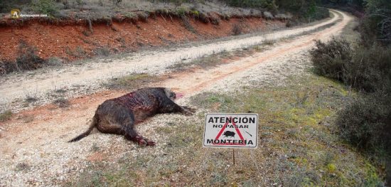 Montería en La Hinojosa