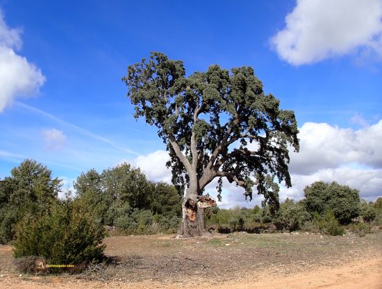 Valderromán , Montejo de Tiermes, Soria