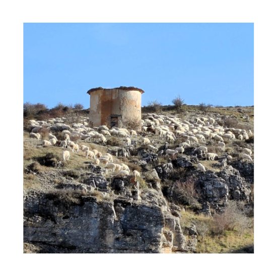 Palomar con ovejas en Caracena, Soria