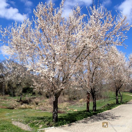 Árboles floridos en Zamora, Tierra de Alba