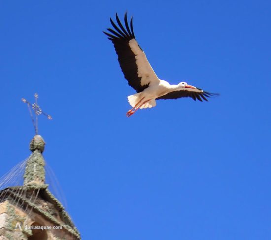 Cigüeña en Losacio - Zamora - Castilla y León