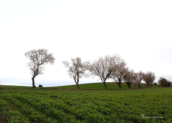 Almendros en Castrillo Solarana - Burgos