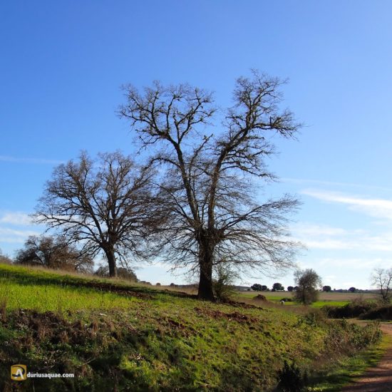 Portada de Tierra de Alba - Zamora