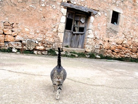 Gata preñada en Rabé de los Escuderos