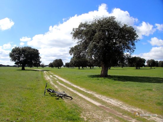 Dehesa en Salamanca. Pedraza de Alba, Castilla y León