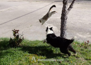 Perro persiguiendo a gato en Galleguillos, Castilla y León