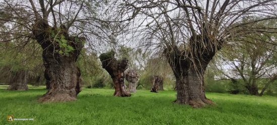 Fresnos mochos en la provincia de Segovia
