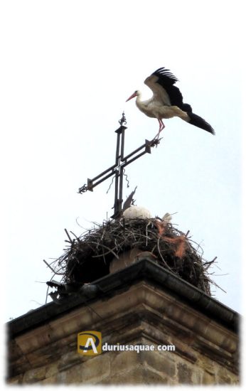 Cigüeña en la torre de Cabañas de Polendos