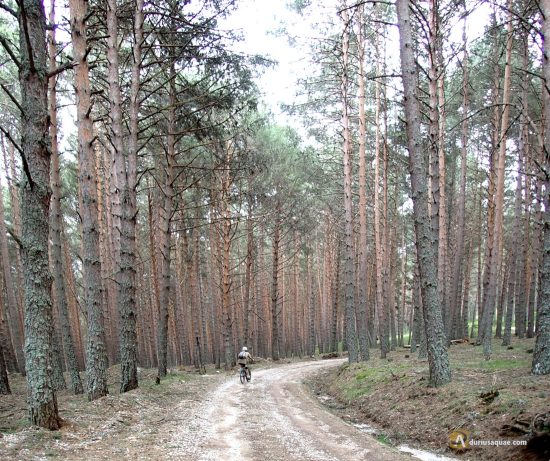 Pinos silvestres en Velilla de Río Carrión, Palencia