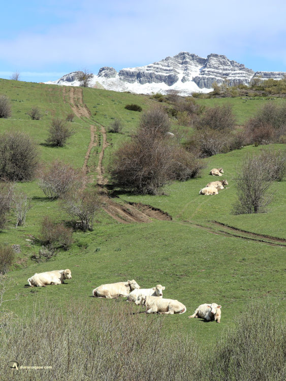 Prados y Peña Labra al fondo . Montaña Palentina Santa María de Redondo, hacia la Cueva del Cobre - PALENCIA