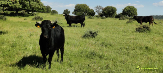 Vacas en Guijo de Ávila