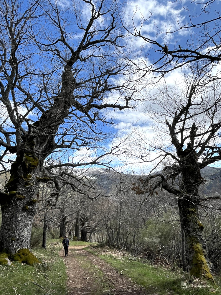 Robles centenarios en La Pernía, Palencia , Castilla y León Robles centenarios en el camino Fuentecobre - MONTAÑA PALENTINA