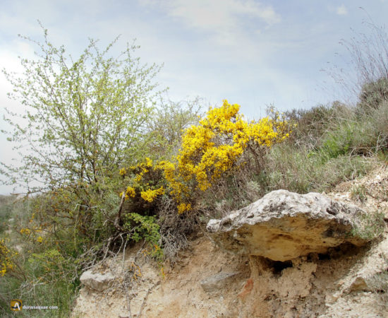 Peñas y genista en los Altos de Barahona - Soria