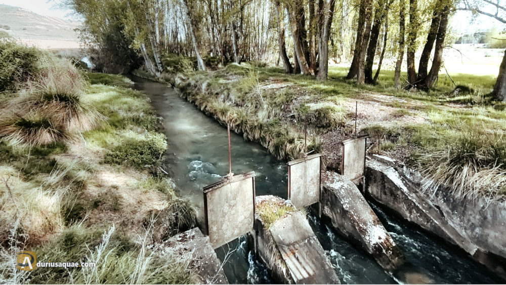 Ciruela: río Escalote. Soria