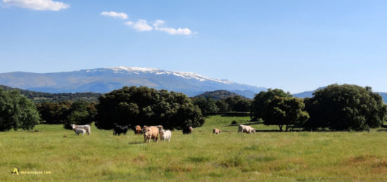 Sierra de Candelario. Salamanca