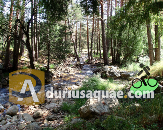 El Cega de Durius Aquae