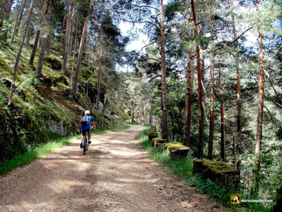 Rodando por el Pinar de Navafría - Segovia