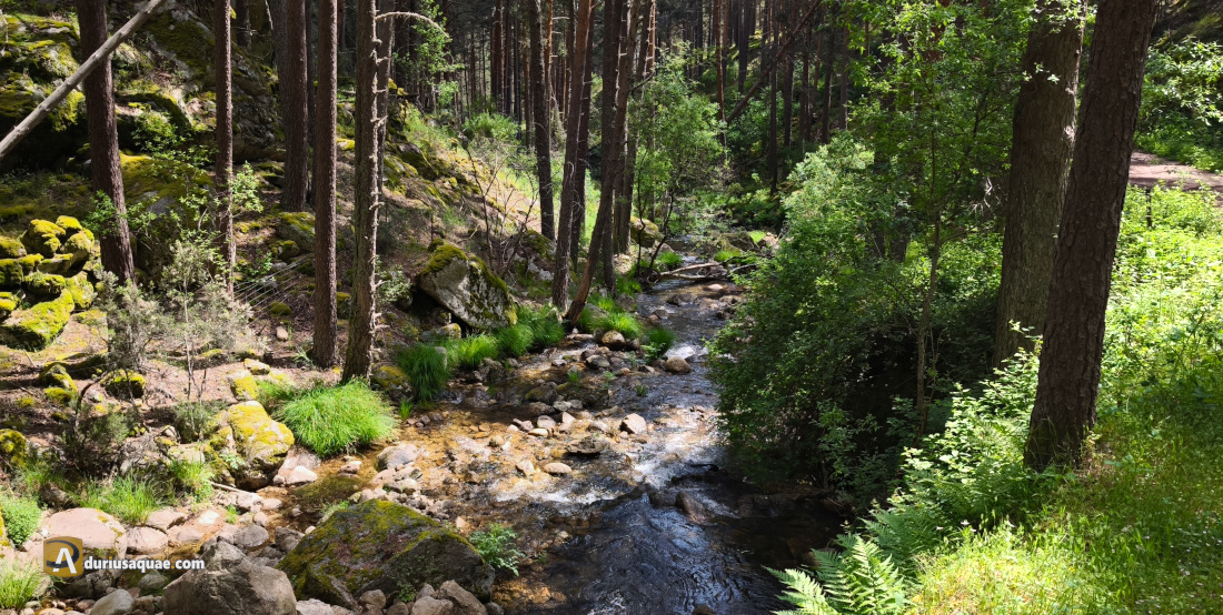 El Cega naciente - Montes Carpetanos El Cega entre el Pinar de Navafría