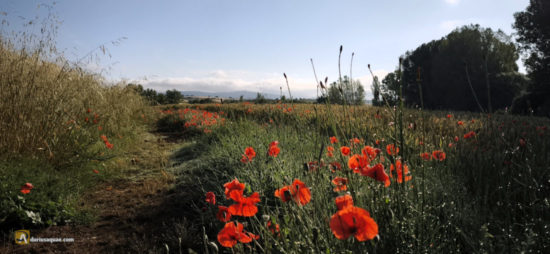 Caminos junto al río Burejo. La Vid de Ojeda