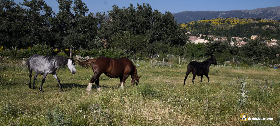Cañada de la Vera de la Sierra Navafría y la cañada