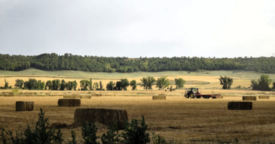 Tiempo de Cosecha en el pago de Las Calaveras junto al Canal del Duero