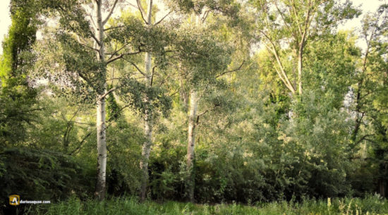 Alamedas junto al Canal del Duero - Valladolid