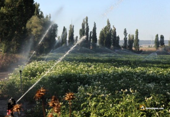 Riegos de patatas en Valladolid junto al Canal del Duero