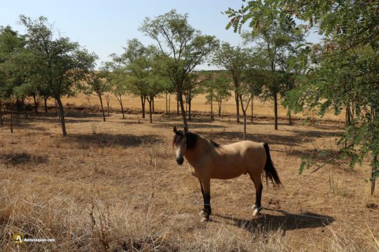 San Miguel de la Ribera - Zamora