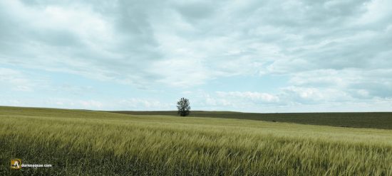 Campos de Bahillo - Palencia - Castilla y León