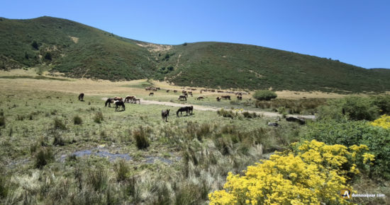 Brañas en León en el nacimiento del arroyo de La Mora