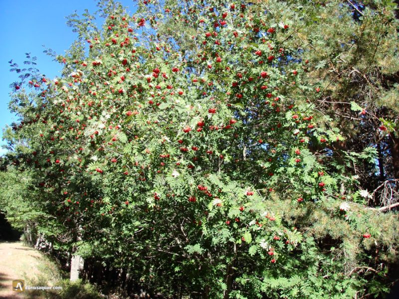 Servales en el valle de la mantequilla - Soria