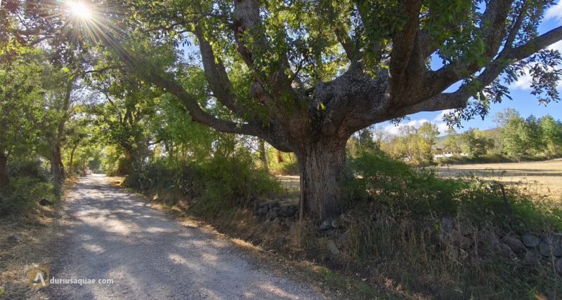 Valdeavellano de Tera - Soria - Castilla y León
