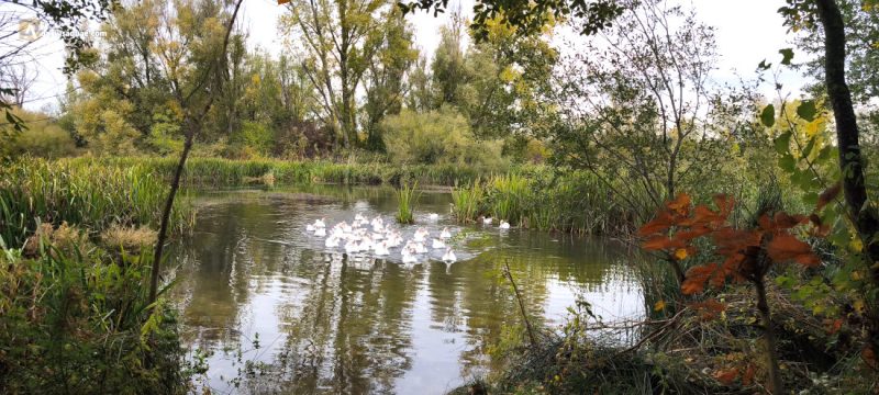 El Arlanzón en Burgos, Fuentes Blancas