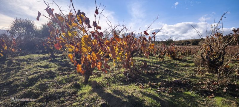 Valle del arroyo Hondo de la Vid - Burgos